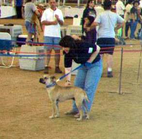Fitz at a show